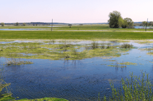 Marine Studies Consortium Courses